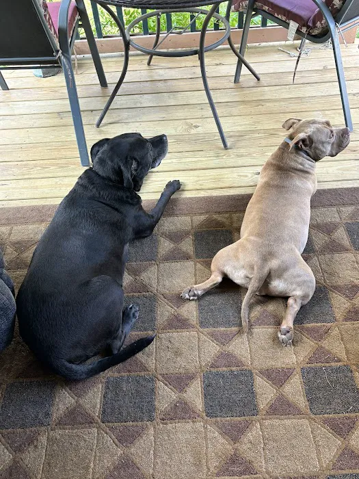 Greenfield Animal Hospital Picture 9