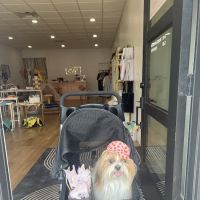 Rocky Jane's Pet Market ico