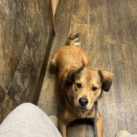 Adirondack Veterinary Clinic ico