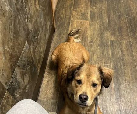 Adirondack Veterinary Clinic