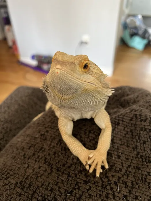 Dragon Smart Picture 3