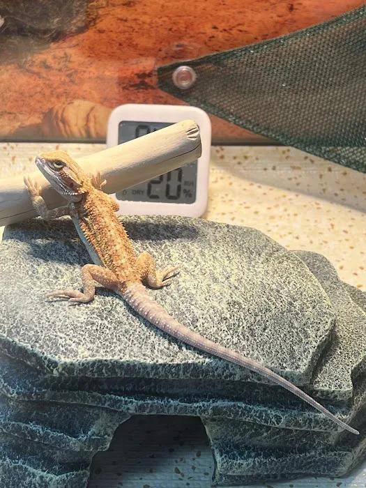 Dragon Smart Picture 8