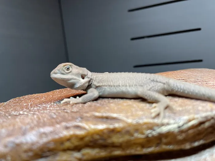 Dragon Smart Picture 6