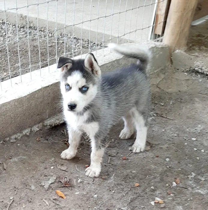 J&J Silver Husky Farm Picture 5