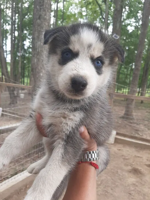 J&J Silver Husky Farm Picture 7