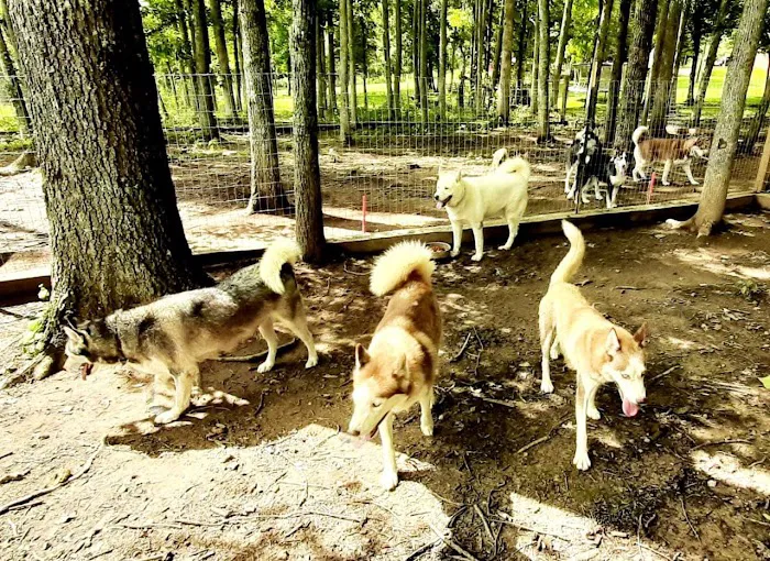 J&J Silver Husky Farm Picture 8