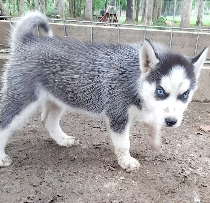 J&J Silver Husky Farm Picture 3