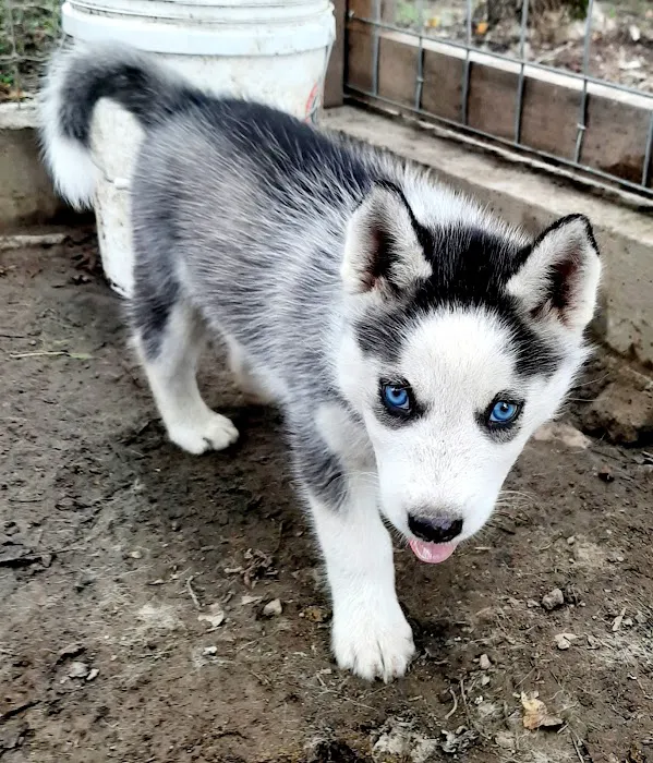 J&J Silver Husky Farm Picture 2