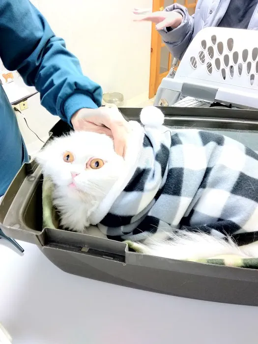 Just Cats Vet Picture 9