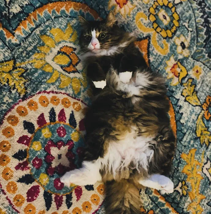 Just Cats Vet Picture 8