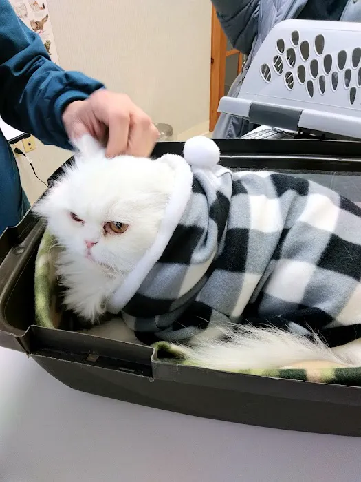 Just Cats Vet Picture 7