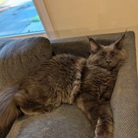 Just Cats Vet ico