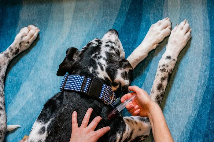 Animal Wellness Veterinary Services LLC Picture 10