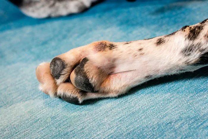 Animal Wellness Veterinary Services LLC Picture 7