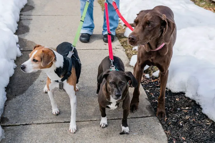 Animal Wellness Veterinary Services LLC Picture 2