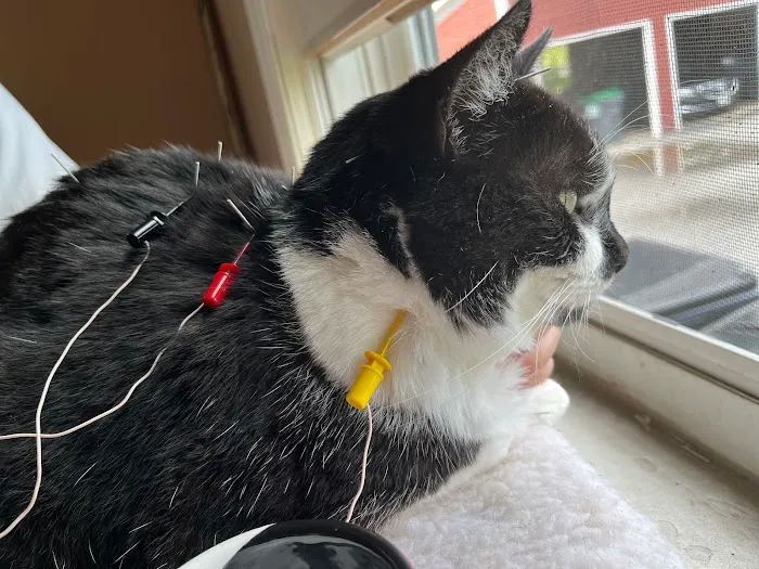 Ancient Arts Veterinary Acupuncture Picture 6