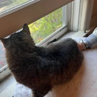 Ancient Arts Veterinary Acupuncture ico