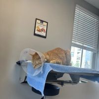 Cornerstone Veterinary Hospital of Saratoga Springs ico