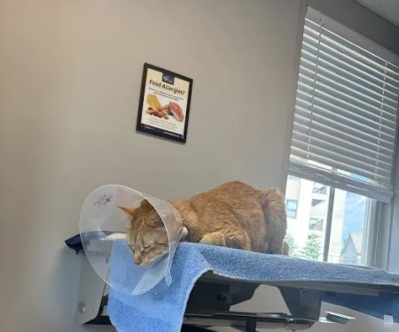 Cornerstone Veterinary Hospital of Saratoga Springs