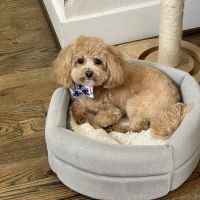 Natural Pawz ico