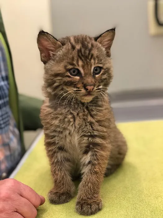 Upstate Animal Medical Center Picture 10
