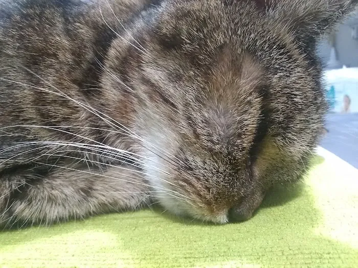 Upstate Animal Medical Center Picture 8