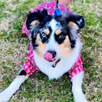 Furrever Doggies ico