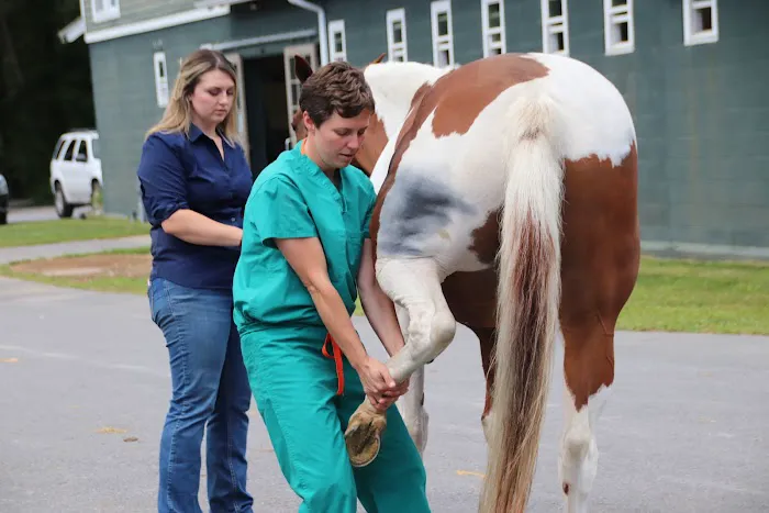 Rood & Riddle Equine Hospital in Saratoga Picture 7