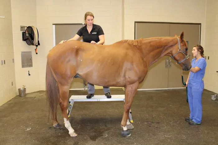 Rood & Riddle Equine Hospital in Saratoga Picture 4