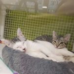 Petco