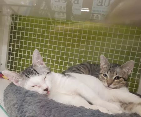 Petco