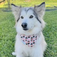 Briggs 'n' Wiggles ® ico