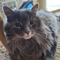 Liverpool Animal Health Center ico