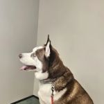Animal Ark Veterinary Hospital