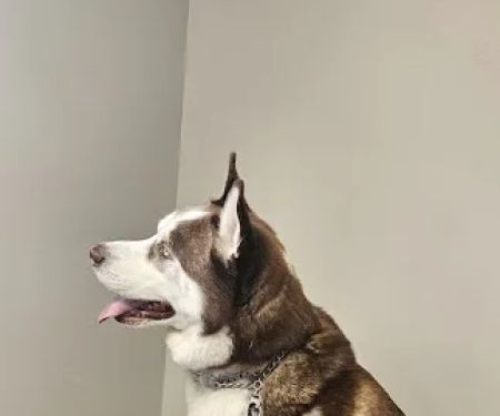 Animal Ark Veterinary Hospital