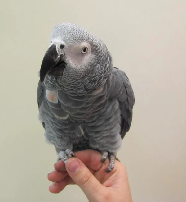 Animal Ark Veterinary Hospital Picture 6