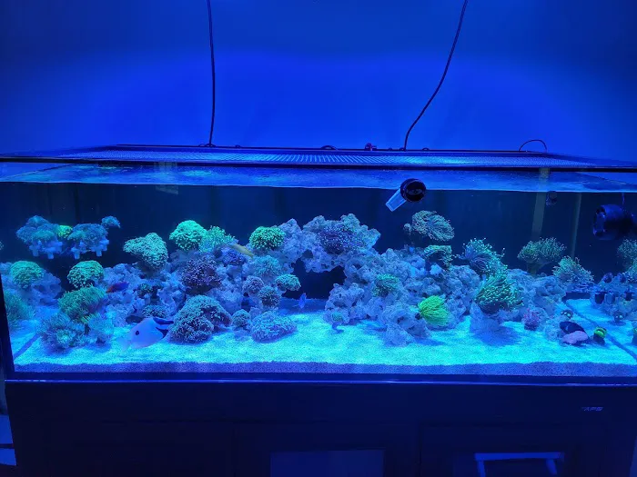 Seaworthy Aquatics Picture 5