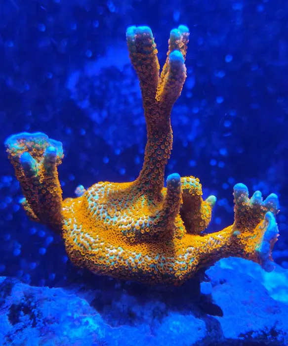 Seaworthy Aquatics Picture 6