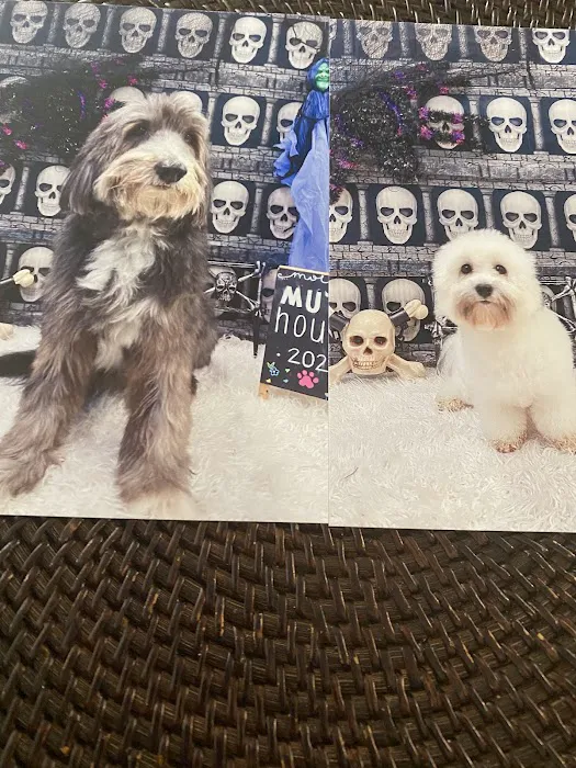Molly's Mutt House Picture 1