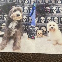 Molly's Mutt House ico