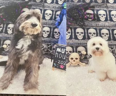 Molly's Mutt House