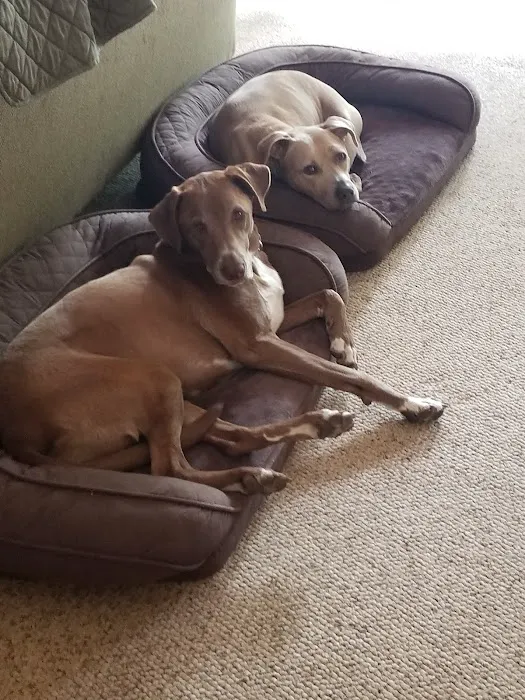 Molly's Mutt House Picture 2