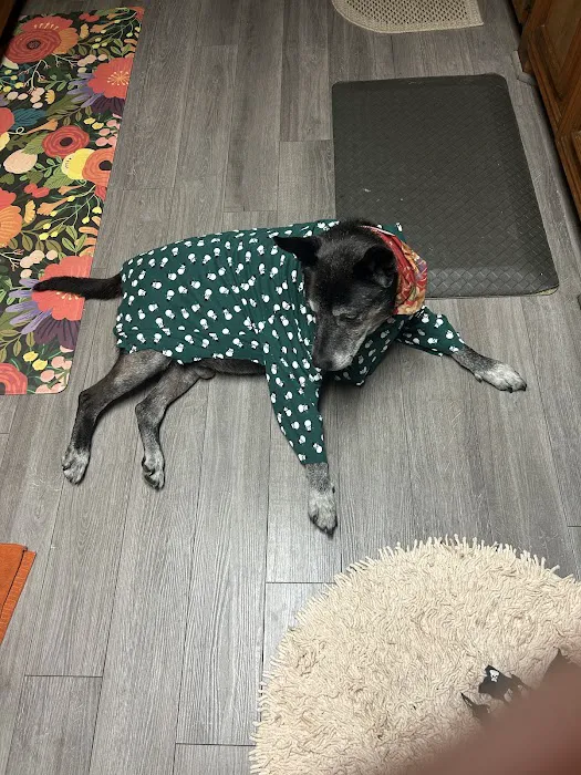 Molly's Mutt House Picture 4
