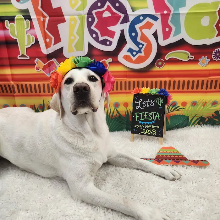 Molly's Mutt House Picture 9