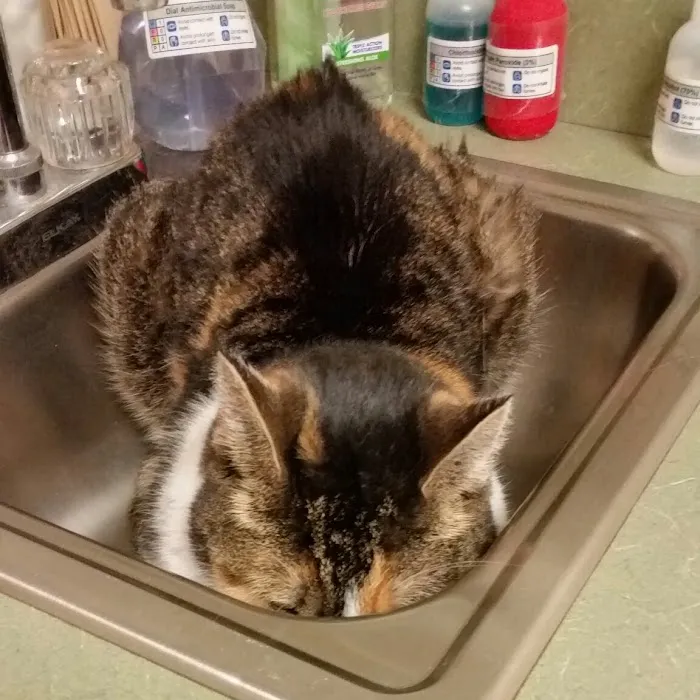 Marlborough Animal Hospital Picture 10