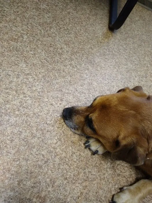 Marlborough Animal Hospital Picture 8