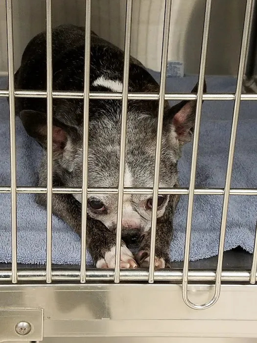 Marlborough Animal Hospital Picture 1