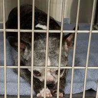 Marlborough Animal Hospital ico