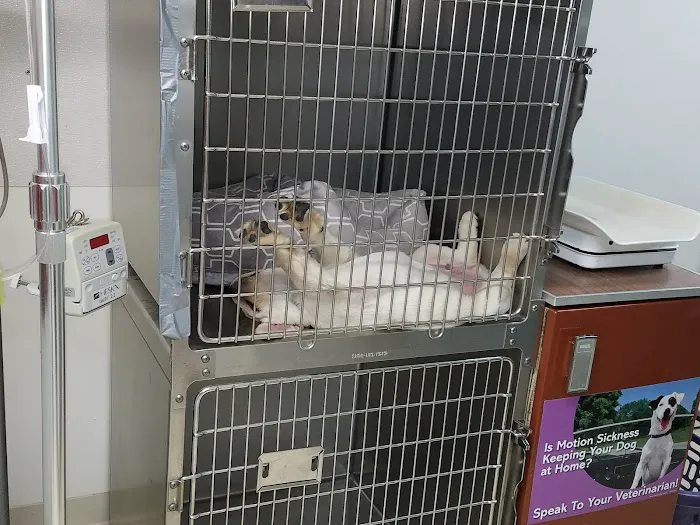 Marlborough Animal Hospital Picture 3
