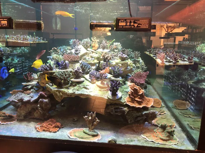 OceanLife Aquariums Picture 6